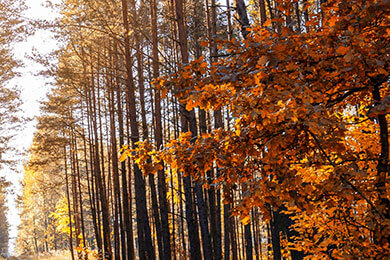 开云体育官方网站-BDS轻取Excel，Keria关键制胜——电竞战场上的数据与关键力量